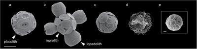 An Extracellular Polysaccharide-Rich Organic Layer Contributes to Organization of the Coccosphere in Coccolithophores